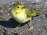 Galapagos 6-1-12 Santiago Puerto Egas Yellow Warbler The yellow warbler is a colourful small bird not endemic to the Galapagos.